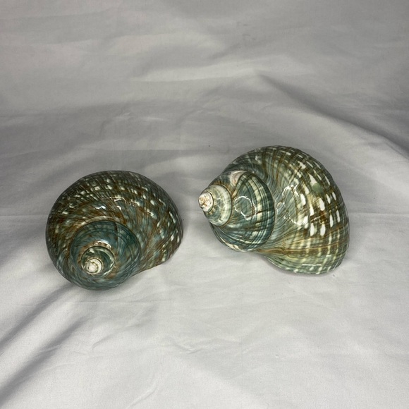 Set Of Two Green Z Gallerie Sea Shells - Picture 1 of 3